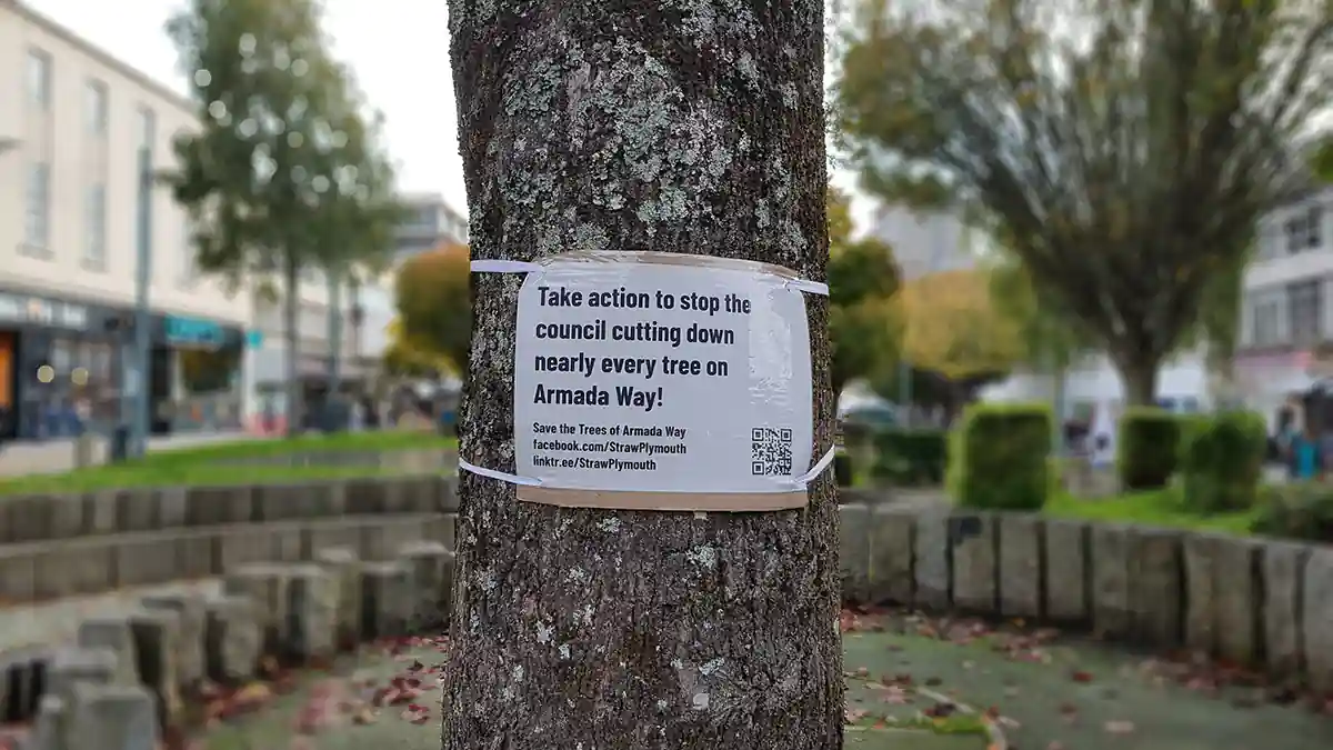 Armada Way trees