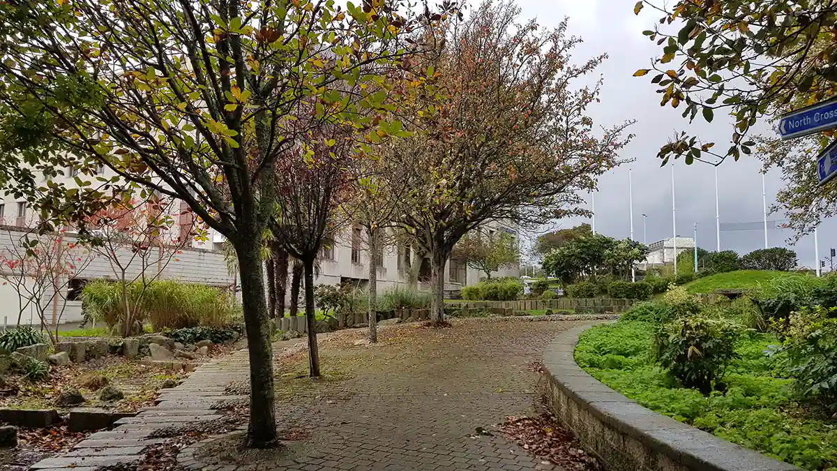 Armada Way trees