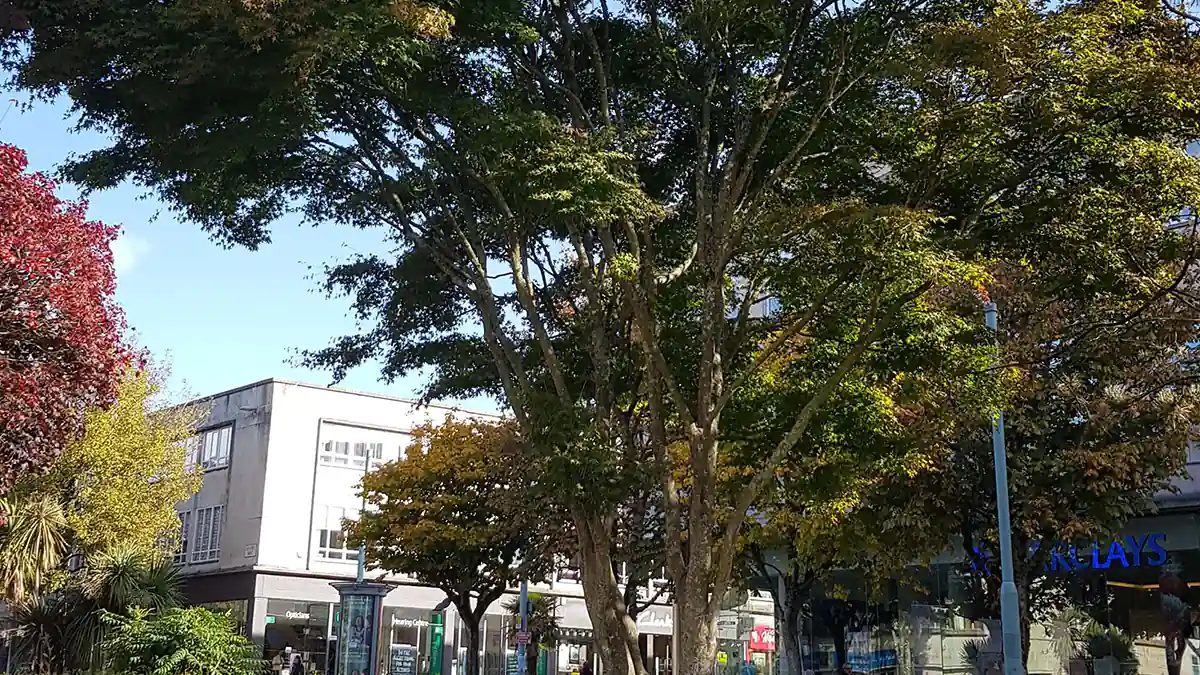 Armada Way trees