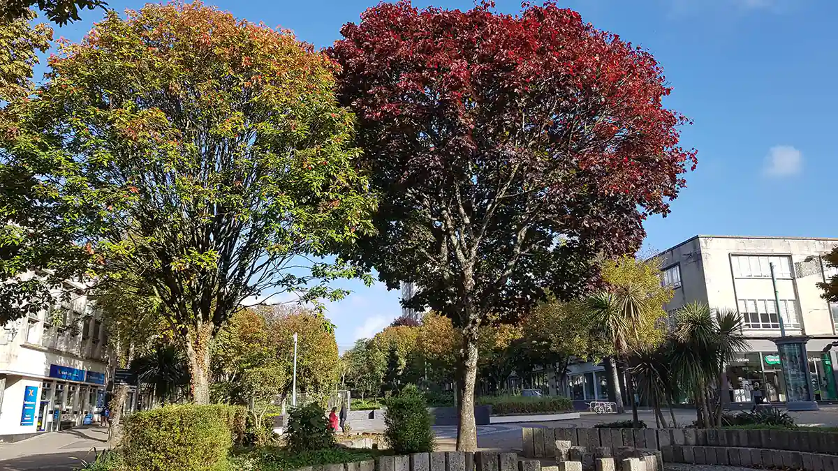 Armada Way trees
