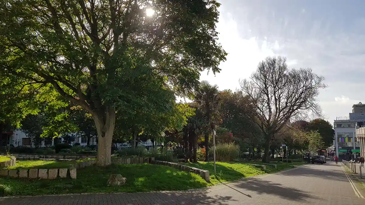 Armada Way trees